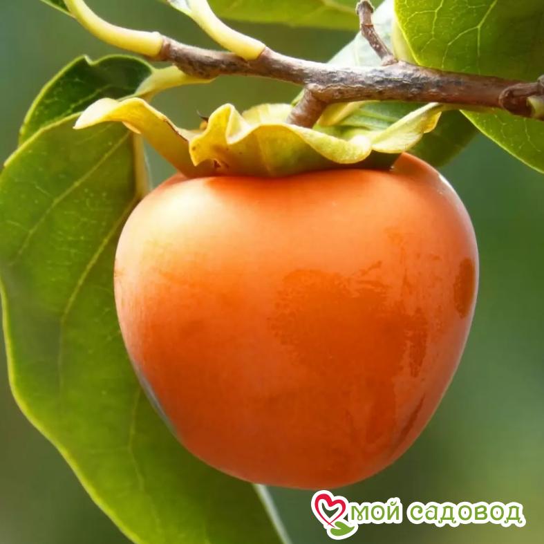 Хурма Росссиянка