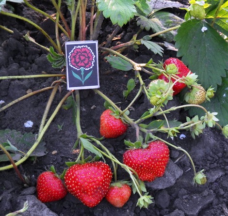 Клубника Флорин