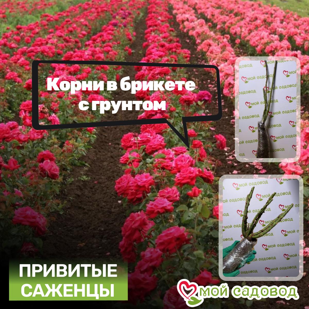 Роза Нью Фешн