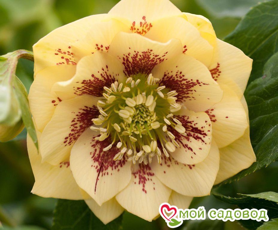 Морозник восточный Дабл Элен Йеллоу